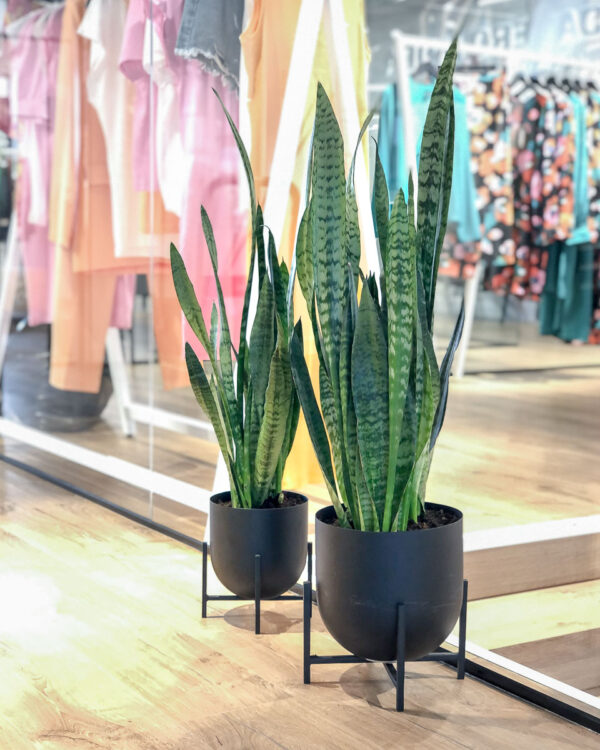 Sansevieria zeylanica vasos loja