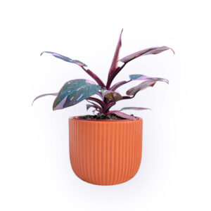 Vaso cerâmica Haley Terracota com Philodendron Pink Princess