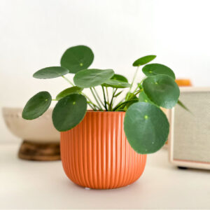 Vaso cerâmica Haley cor terracota com planta Pilea peperomioides