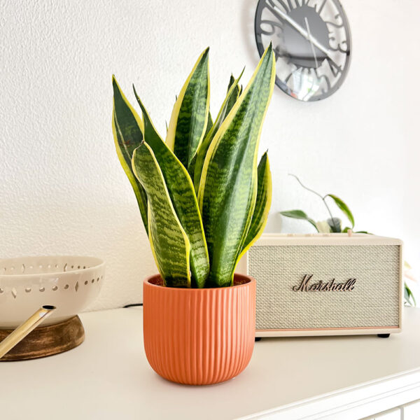 Vaso cerâmica Haley cor terracota com Sansevieria trifasciata