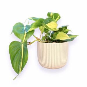 Vaso cerâmica Haley creme com planta Philodendron Brasil