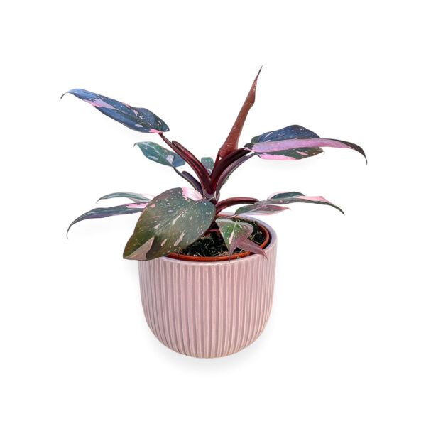 Vaso ceramica Haley lilás com planta Philodendron Pink Princess