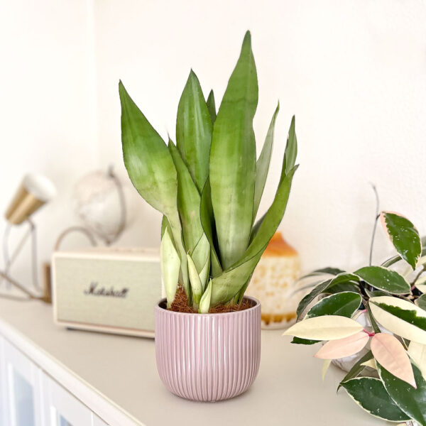 Vaso ceramica Haley lilás com planta Philodendron Pink Princess