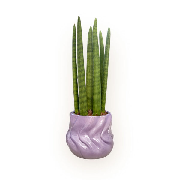 Vaso cerâmica Twister lilás com planta Sansevieria cylindrica