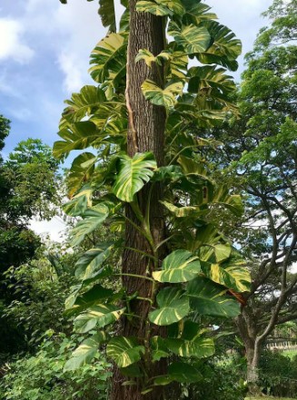 epipremnum aureum habitat natural