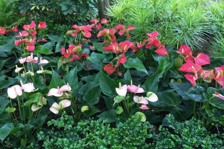 Anthurium andraeanum Zizou natureza