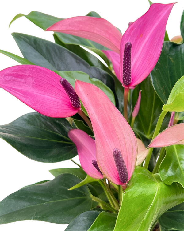 Anthurium andreanum Zizou