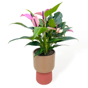 Anthurium andreanum Zizou em vaso cerâmica Dublo