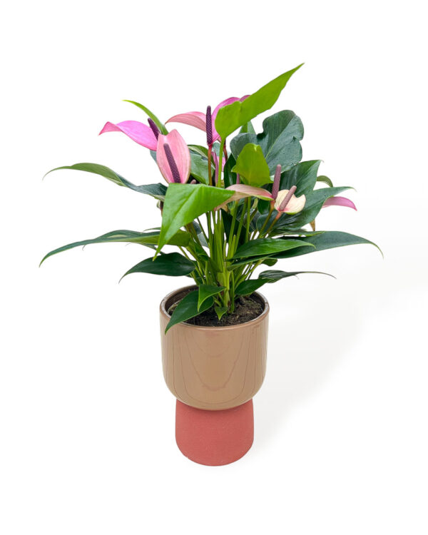 Anthurium andreanum Zizou em vaso cerâmica Dublo