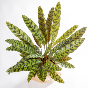 Calathea lancifolia - planta de interior