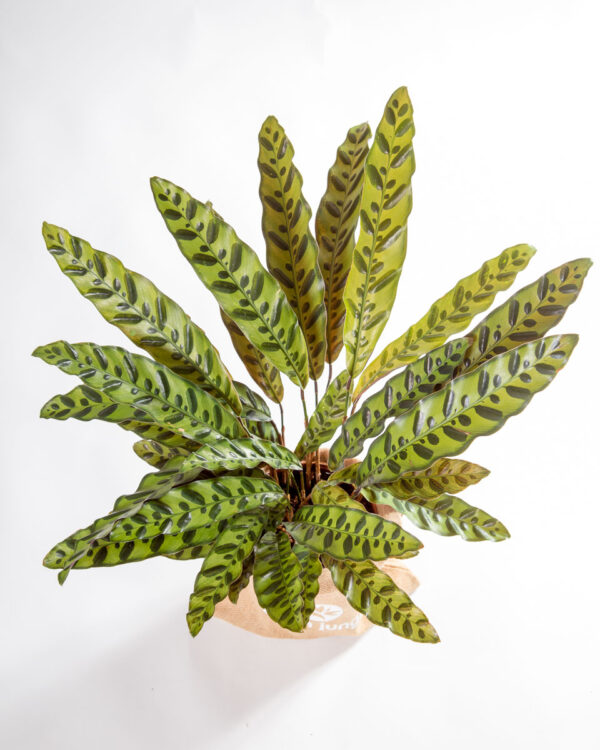 Calathea lancifolia - planta de interior