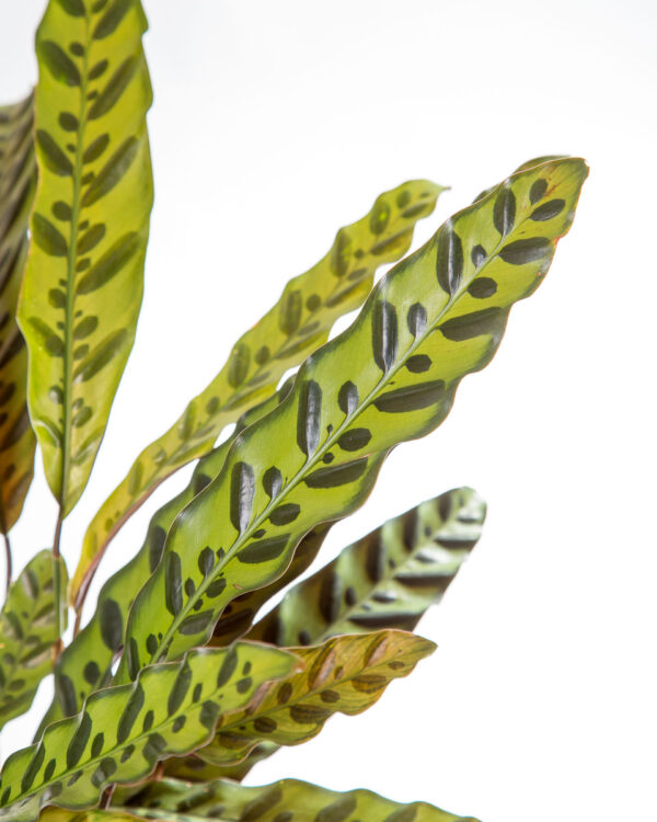 Folhas da Calathea lancifolia - planta de interior