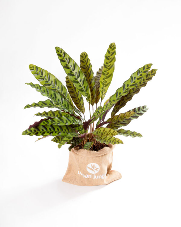 Calathea lancifolia - planta de interior