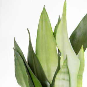 Sansevieria trifasciata moonshine