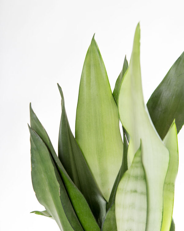 Sansevieria trifasciata moonshine