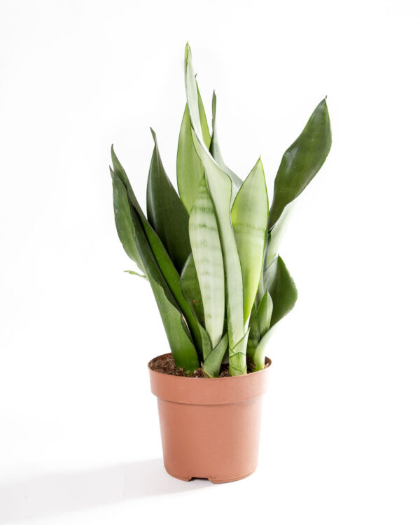 Sansevieria trifasciata moonshine