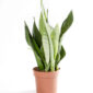 Sansevieria trifasciata moonshine