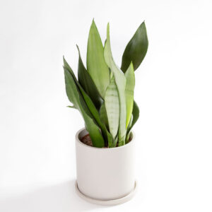 Sansevieria trifasciata moonshine