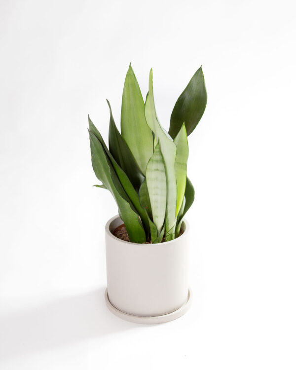 Sansevieria trifasciata moonshine