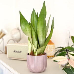 Sansevieria trifasciata moonshine vaso decoração