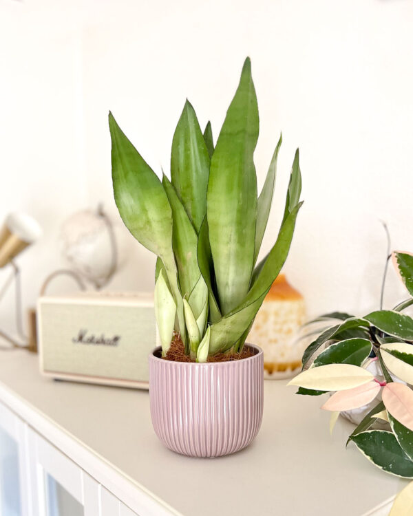 Sansevieria trifasciata moonshine vaso decoração