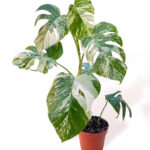 Monstera-deliciosa-variegata-M1