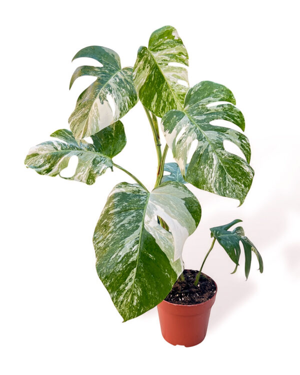 Monstera-deliciosa-variegata-M1