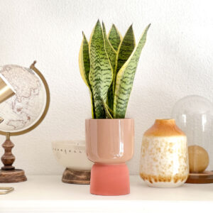 Vaso cerâmica Haley beige/vermelho brilhante com Sansevieria trifasciata