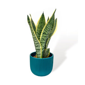 Vaso cerâmica Haley azul petróleo com planta Sansevieria trifasciata