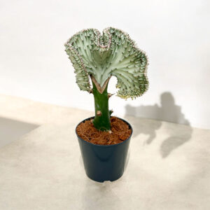 Euphorbia lactea Cristata