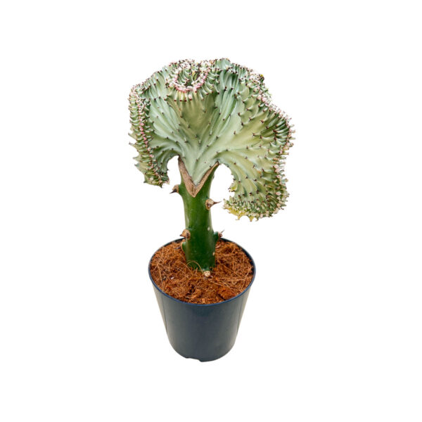 Euphorbia lactea Cristata