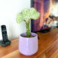 Euphorbia lactea Cristata na decoração casa