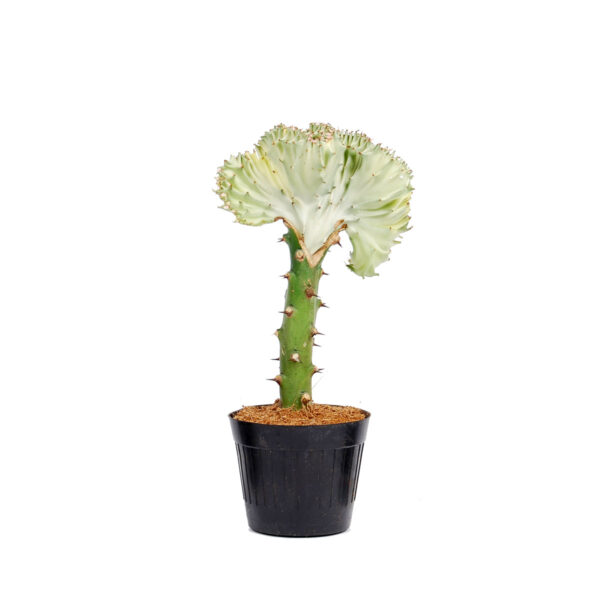 Euphorbia lactea Cristata