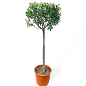 Olea europaea - oliveira em vaso