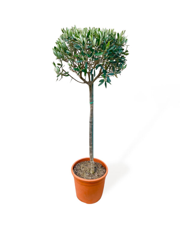 Olea europaea - oliveira em vaso