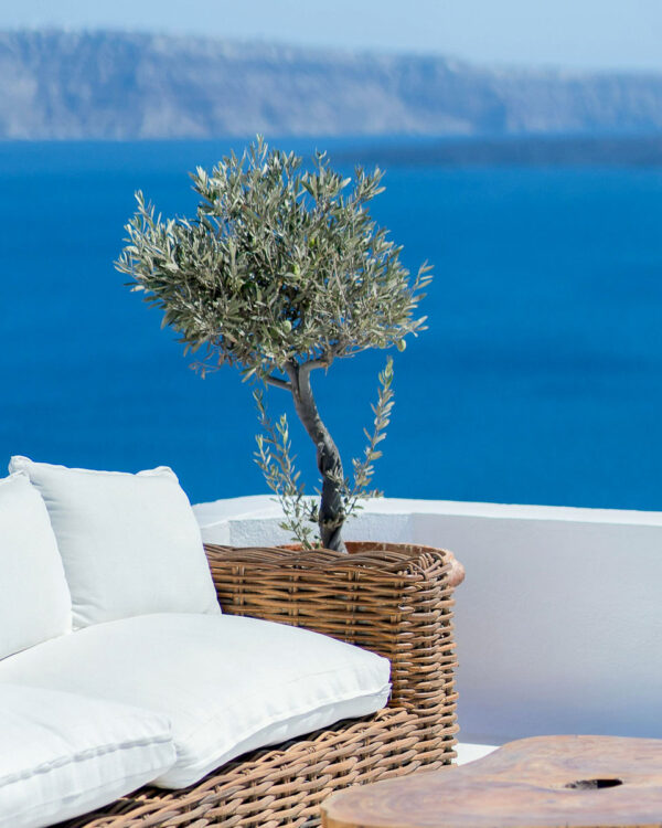 Olea europaea - oliveira em vaso na paisagem