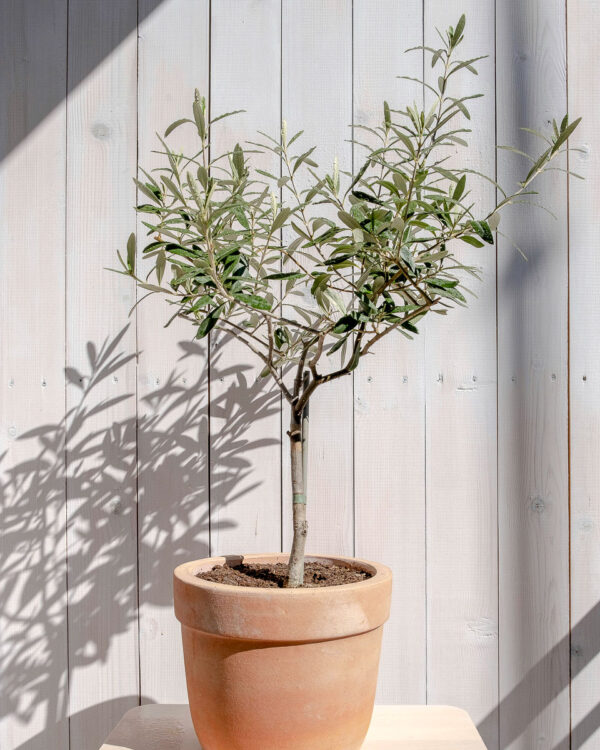 Olea europaea - oliveira árvore em vaso terracota