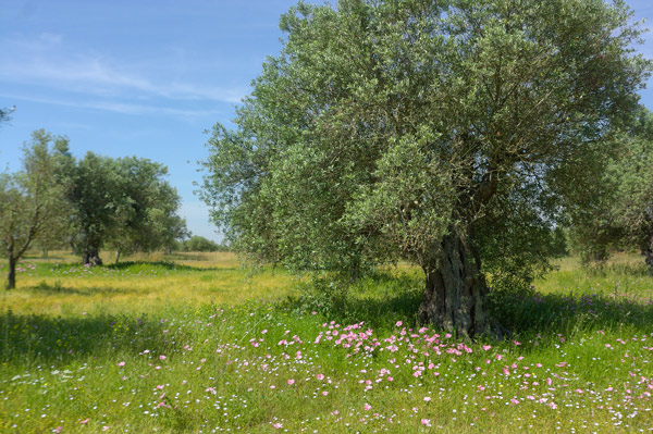 Olea europaea em portugal